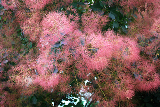 Cotinus coggygria