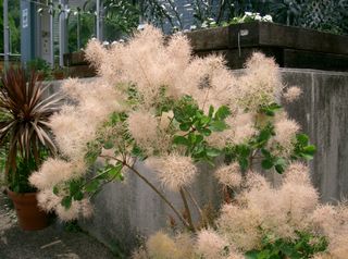 Cotinus coggygria
