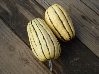 Courge 'Delicata'