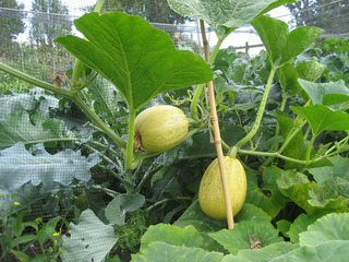 Courge 'Melonnette Jaspée de Vendée'