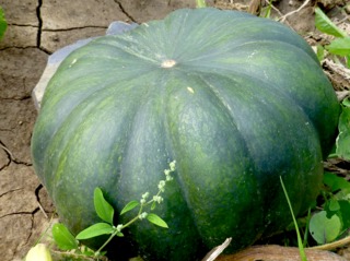 Courge 'Musquée de Provence'