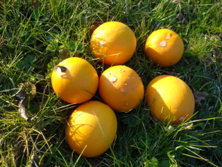 Courge 'Pomme d'Or'