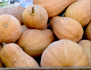 Courge 'Sucrine du Berry'