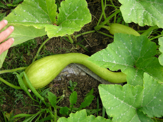 Courge 'Tromba d'Albenga'