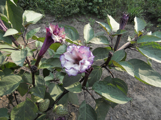 Datura metel : plante herbacée, fleurs dressées