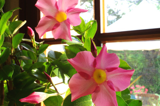 Dipladenia en intérieur