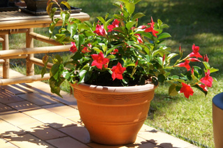 Dipladenia sur une terrasse