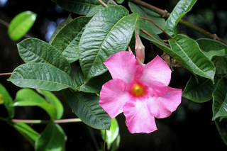 Dipladenia x amabilis