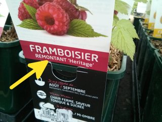 Mention 'remontant' sur étiquette de framboisier