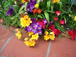 Freesias dans une bordure
