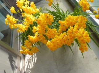 Freesias en pot sur un balcon