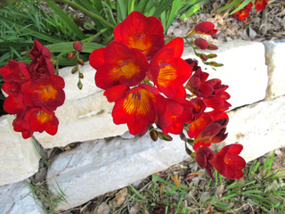 Freesias rouges