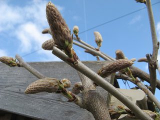 Pousse des bourgeons de glycine après la taille