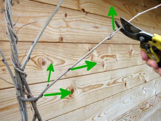 Glycine : taille longue des pousses secondaires