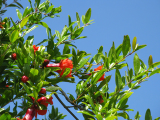Grenadier - Punica granatum