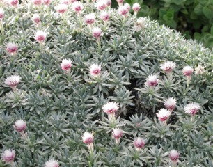 Helichrysum arwae