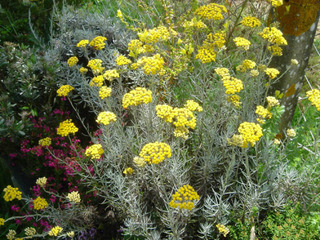 Helichrysum italicum, immortelle