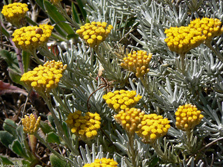 Helichrysum stoechas