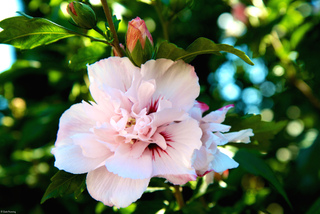 Hibiscus syriacus à fleurs doubles