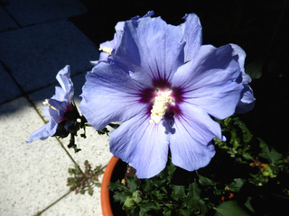 Hibiscus syriacus en pot