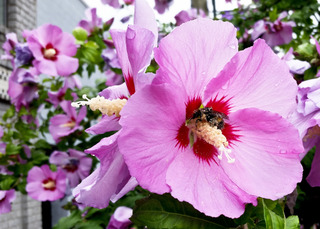 Hibiscus syriacus à fleurs roses
