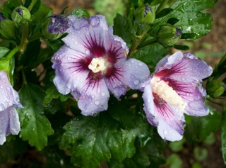 Hibiscus syriacus