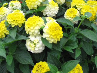 Lantana Bandana® Lemon Zest