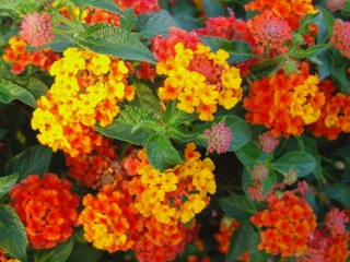 Lantana camara