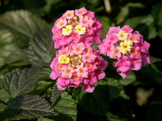 Lantana