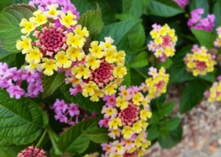 Lantana hybrida