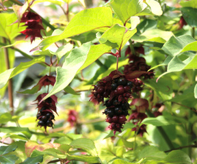 Leycesteria : baies