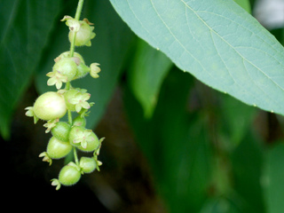 Leycesteria crocothyrsos
