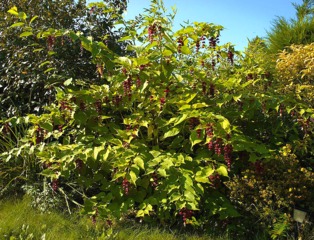 Leycesteria, arbre aux faisans