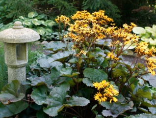 Ligularia dentata 'Othello'
