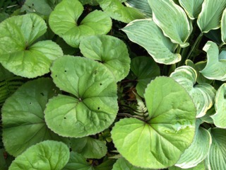 Ligulaire et hosta