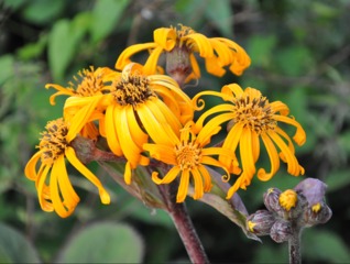 Fleurs de Ligulaire - Ligularia dentata