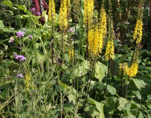 Ligularia stenocephala