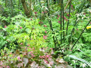 Vivaces au pied d'un Leycesteria (à droite)