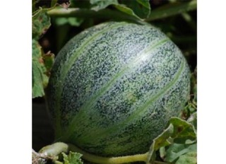 Melon Ananas d'Amérique à Chair Rouge