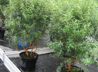 Myrte en jardinerie