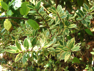 Myrtus communis 'Variegata'