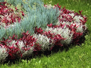Détail d'un parterre en mosaïculture
