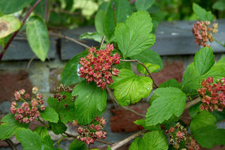 Physocarpe à feuille d'obier
