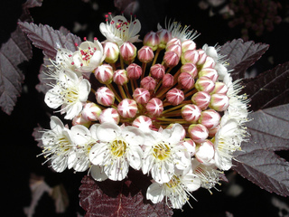 Physocarpe à feuille d'obier : fleurs