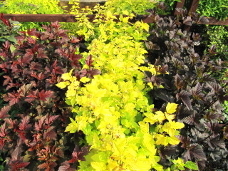 Physocarpus opulifolius : différentes variétés