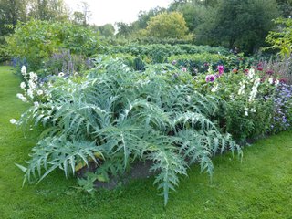 Feuillage spectaculaire au potager
