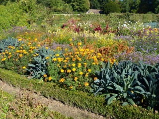 Potager ornemental : bordures de buis, fleurs et choux