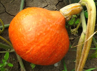 Potimarron 'Red Kuri'