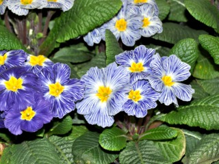 Primevère 'Zebra Blue'