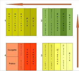Rotation des cultures au potager - modèle simplifié